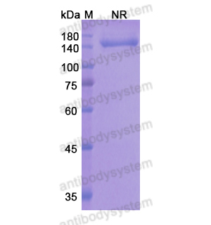Research Grade Onartuzumab  (DHC34202)