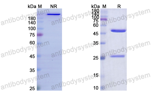 Research Grade Flanvotumab  (DHD25201)