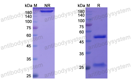 Research Grade Quilizumab  (DHJ92704)