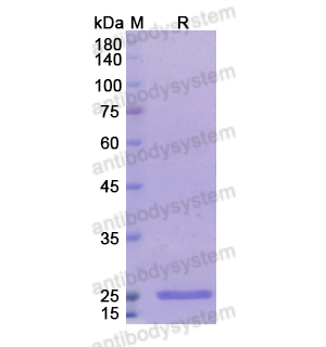 Research Grade Radretumab  (DHC00801)
