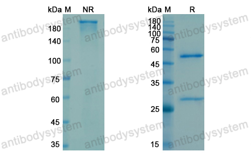 Research Grade Carotuximab  (DHD26501)