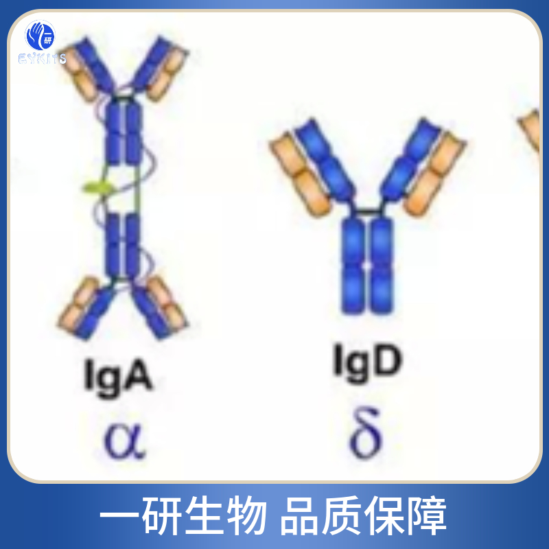 α1酸性糖蛋白1/类粘蛋白1抗体
