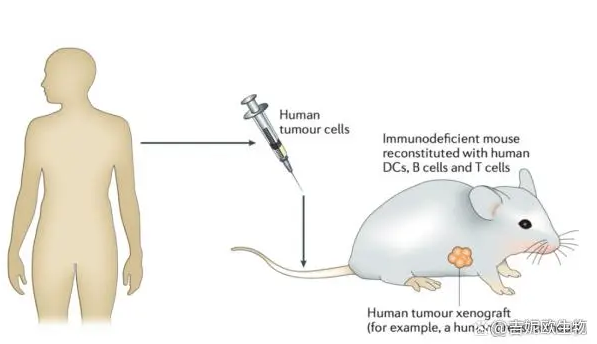 pdx小鼠模型建立 人源肿瘤组织异种移植PDX小鼠模型优点