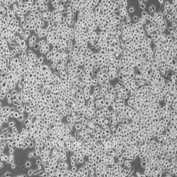 小鼠单核巨噬细胞