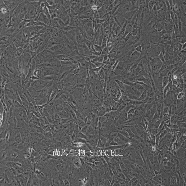 Psi2 DAP小鼠胚胎成纤维细胞