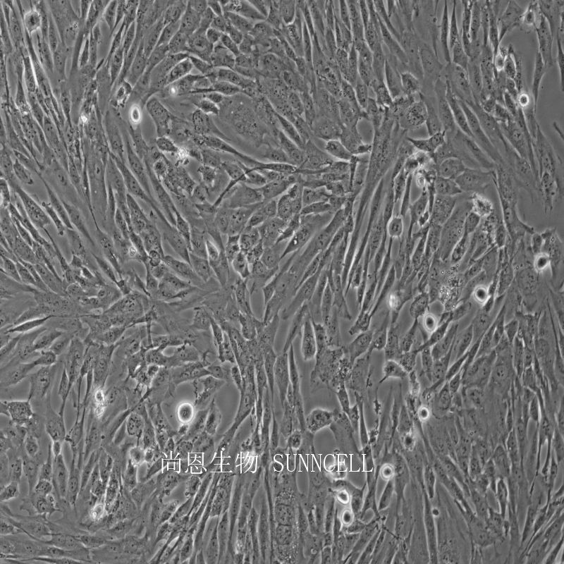 人包皮成纤维细胞