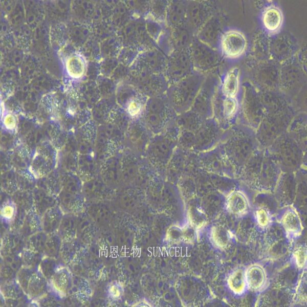 NCI-H23人非小细胞肺癌细胞