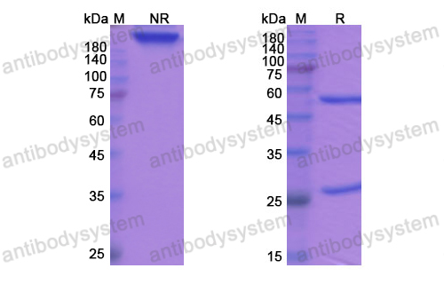 Research Grade Tosatoxumab  (DXX00101)