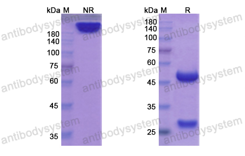 Research Grade Begelomab  (DHD74101)