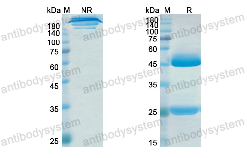 Research Grade Ralpancizumab  (DHJ24006)