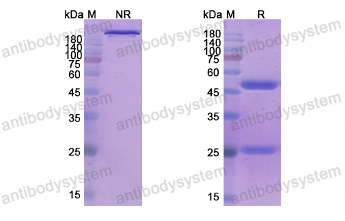 Research Grade Tenatumomab  (DHD64001)