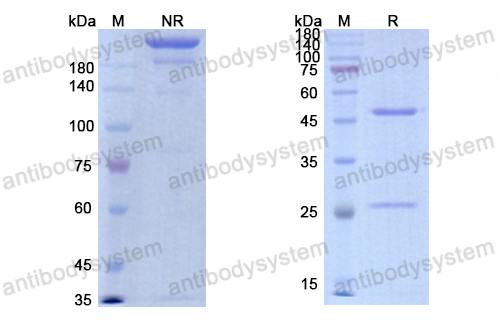 Research Grade Imalumab  (DHD03401)