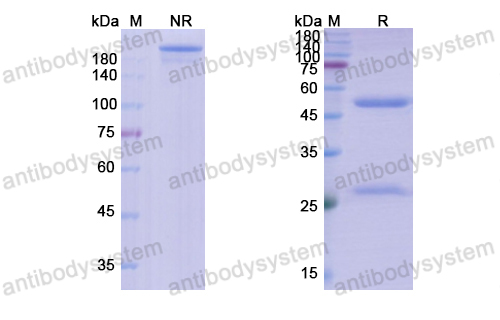 Research Grade Tomaralimab  (DHA95501)