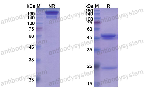 Research Grade Capromab  (DHG01303)