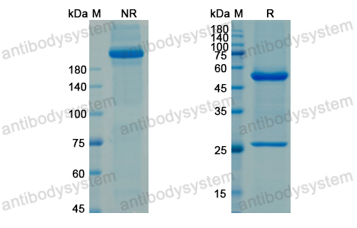 Research Grade Ascrinvacumab  (DHE20501)