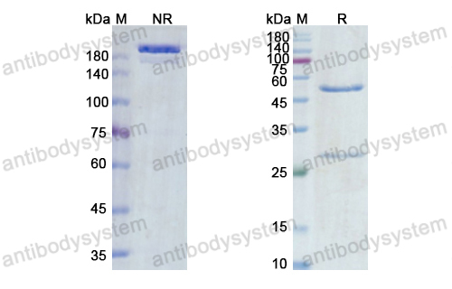 Research Grade Vandortuzumab  (DHJ76001)