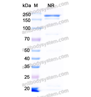 Research Grade Blontuvetmab  (DQC90701)