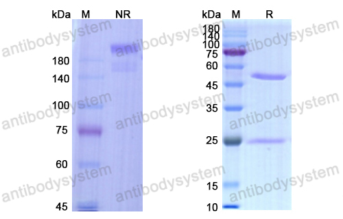 Research Grade Suvratoxumab  (DXX00102)