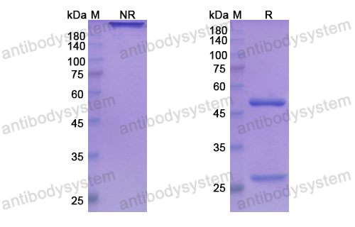 Research Grade Ladiratuzumab  (DHG52901)