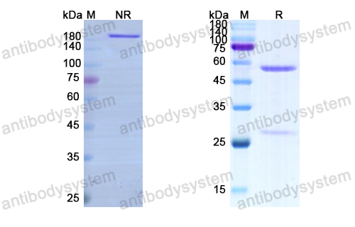 Research Grade Pogalizumab  (DHE43202)