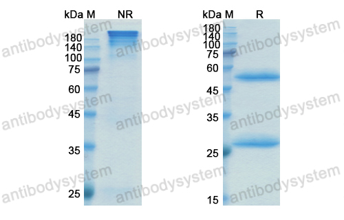 Research Grade Lupartumab  (DHB60001)