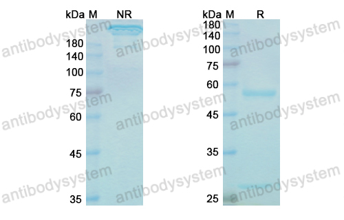 Research Grade Lintuzumab  (DHD37502)