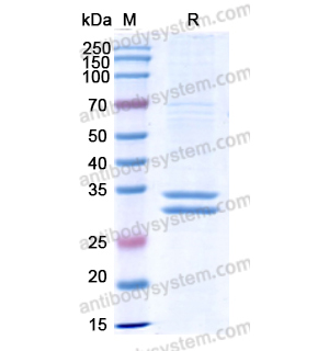 Research Grade Flotetuzumab  (DHD72504)