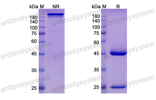 Research Grade Felvizumab  (DVV02804)