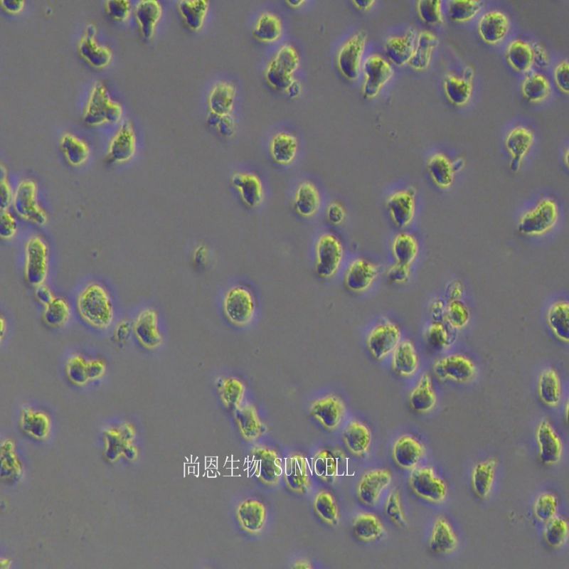 JEKO-1人套细胞淋巴瘤细胞