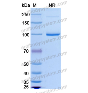 Research Grade Emerfetamab  (DHD37505)