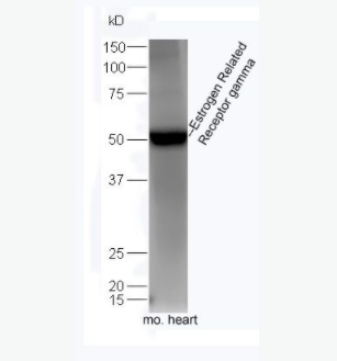 Estrogen Related Receptor gamma 雌激素受体相关蛋白3抗体