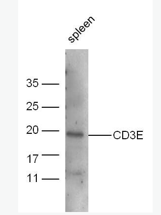 CD3E CD3E抗体