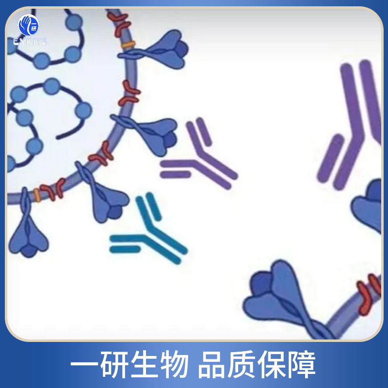 染色体相关蛋白H抗体