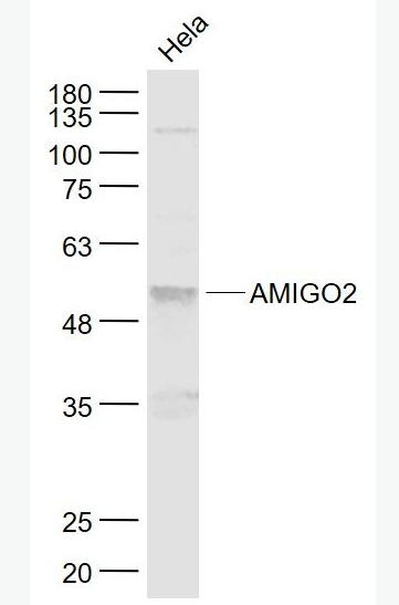 AMIGO2 粘附分子IgG样结构域蛋白2抗体