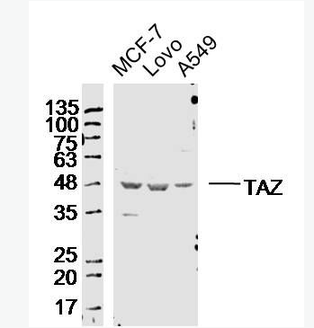 TAZ 转录共激活因子TAZ抗体