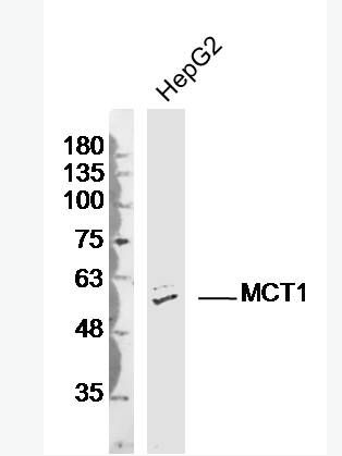 MCT1 单羧酸转运蛋白-1抗体