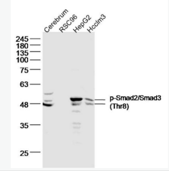 phospho-Smad2/Smad3 (Thr8) 磷酸化细胞信号转导分子SMAD2/SMAD3抗体