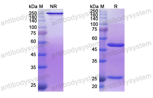 Research Grade Derlotuximab  (DHK10901)