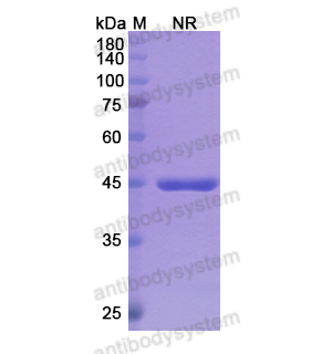 Research Grade Glenzocimab  (DHJ60601)