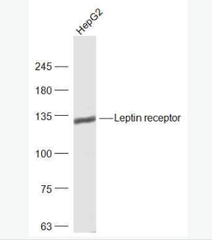 Leptin receptor 瘦素受体抗体