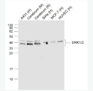ERK1/2 丝裂原活化蛋白激酶1/2单克隆抗体