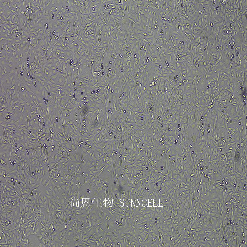 SV40 MES 13小鼠肾小球系膜细胞