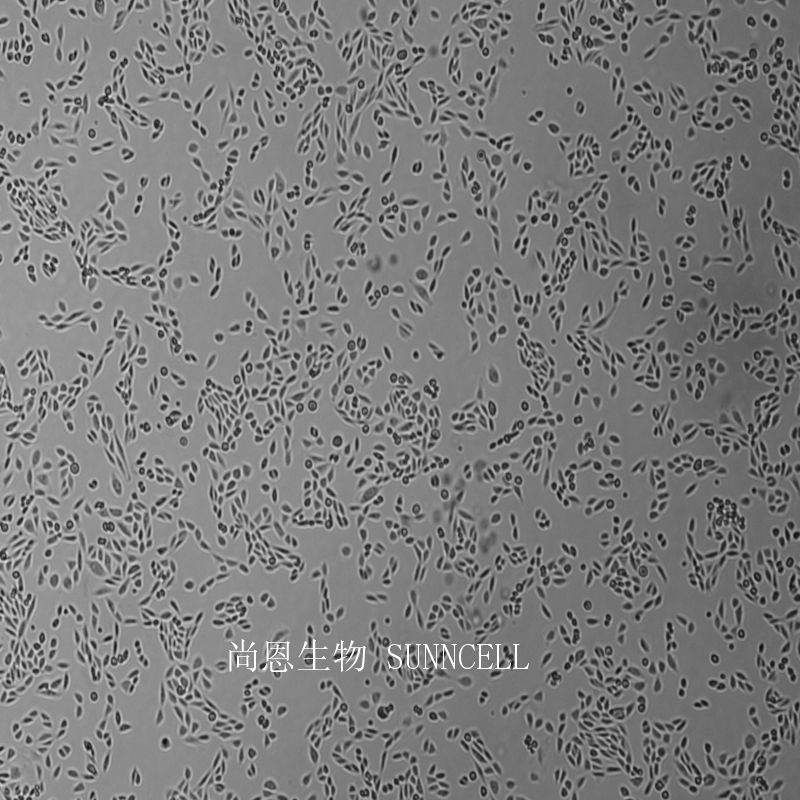 中国仓鼠卵巢细胞