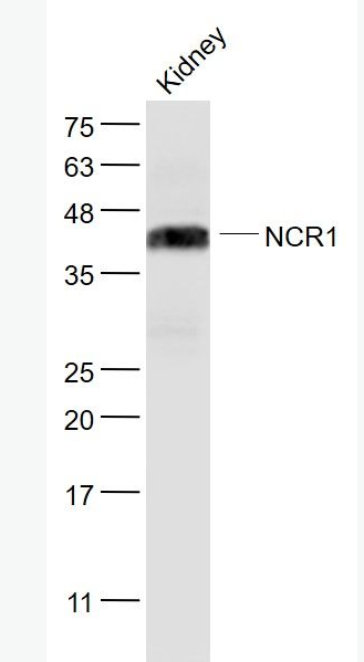 NCR1 细胞毒性受体NK-p46抗体