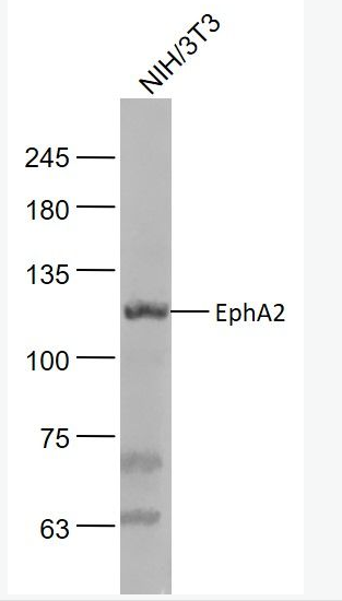 EphA2 内皮细胞受体蛋白酪氨酸激酶抗体