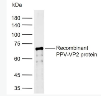 PPV VP2 猪细小病毒VP2蛋白抗体