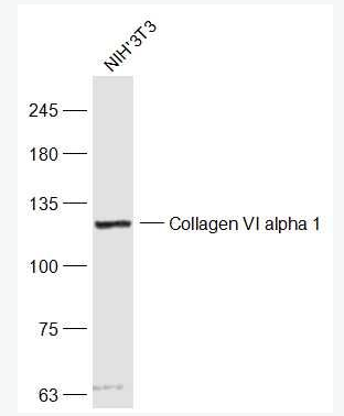 Collagen VI alpha 1 抗Ⅵ型胶原抗体