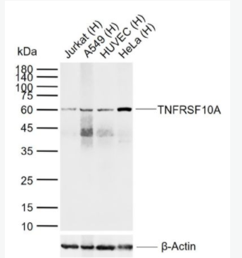 TNFRSF10A 死亡受体4抗体