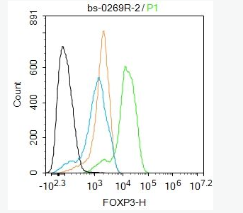 FoxP3 叉头蛋白P3抗体