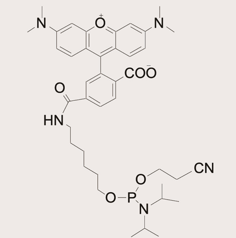 6-TAMRA-Phosphoramidite